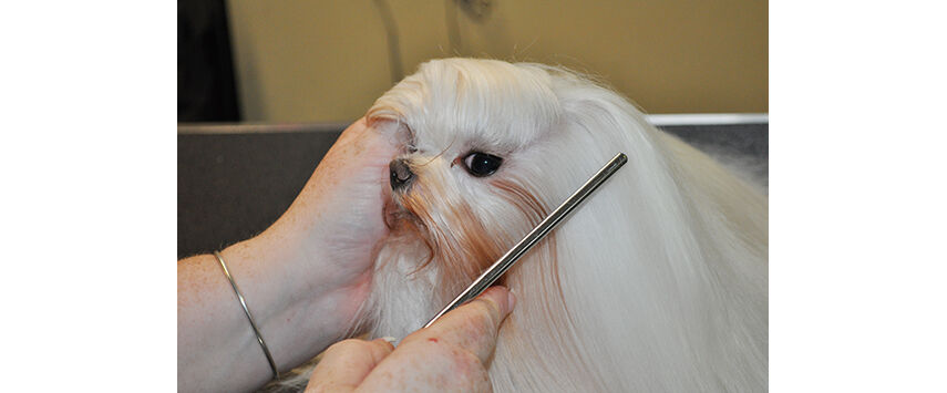 A Maltese in Full Coat